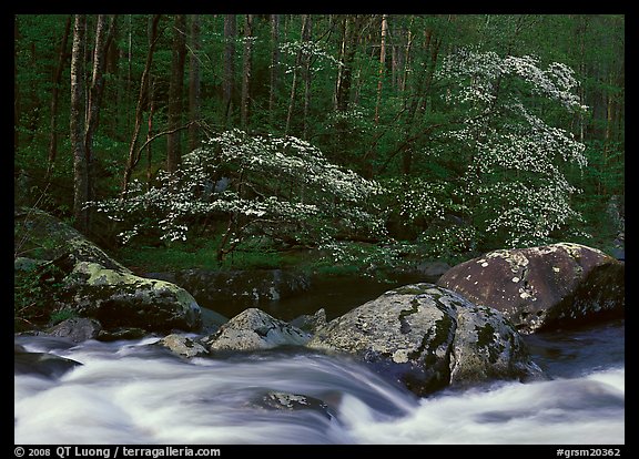 Two blooming dogwoods, boulders, flowing water, Middle Prong of the Little River, Tennessee. Great Smoky Mountains National Park, USA.