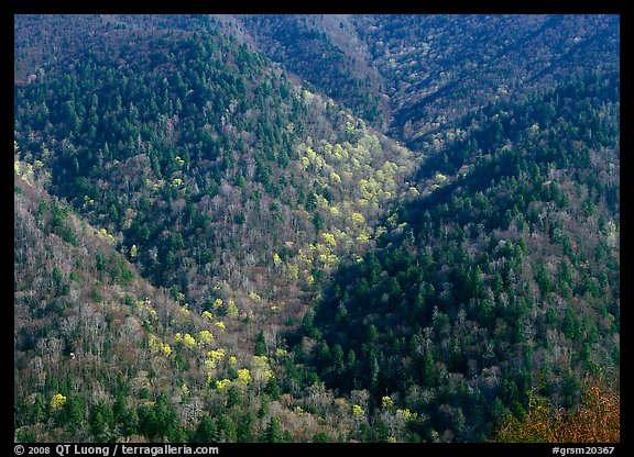 Hillside covered with trees in early spring, North Carolina. Great Smoky Mountains National Park, USA.