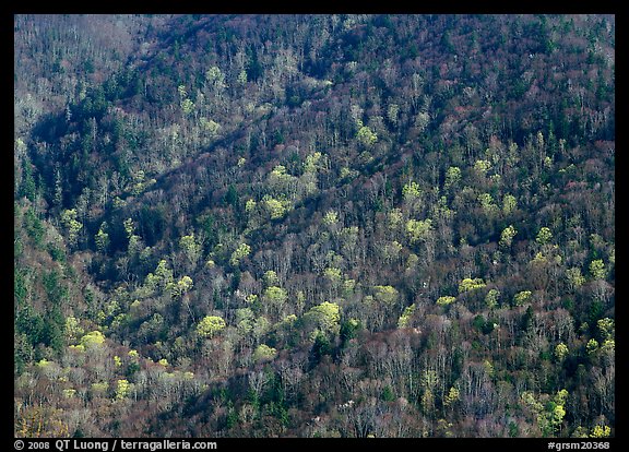 Distant hillside with newly leafed trees, North Carolina. Great Smoky Mountains National Park, USA.