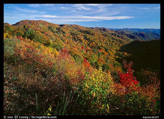 Hillsides covered with trees in autumn color near Newfound Gap, afternoon, North Carolina. Great Smoky Mountains National Park (color)