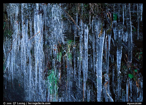 Icicles and green leaves. Great Smoky Mountains National Park (color)