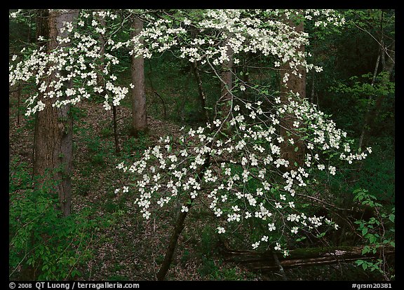 Flowering Dogwood (Cornus Florida), Tennessee. Great Smoky Mountains National Park (color)