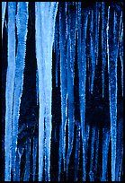 Icicles close-up, Tennessee. Great Smoky Mountains National Park, USA. (color)