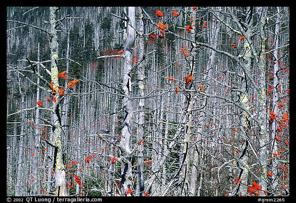 Bare trees with Mountain Ash  berries, North Carolina. Great Smoky Mountains National Park (color)