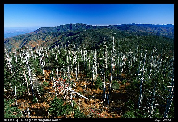 Fraser firs killed by balsam woolly adelgid insects on top of Clingman's dome, North Carolina. Great Smoky Mountains National Park (color)