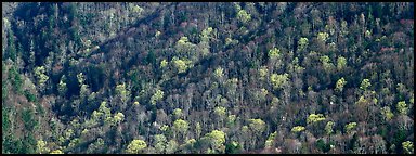 Hillside with mix of bare trees and newly leafed trees in spring. Great Smoky Mountains National Park (Panoramic color)