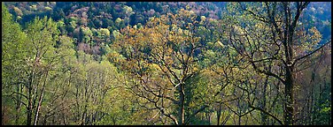Trees with new leaves and hillside. Great Smoky Mountains National Park, USA.