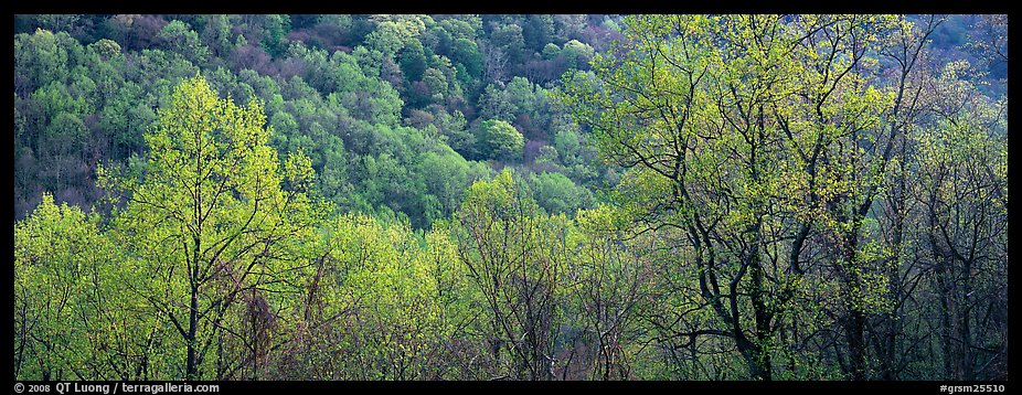 Spring landscape with new leaves. Great Smoky Mountains National Park (color)