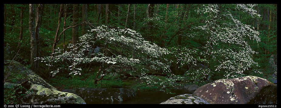 Dogwood trees blooming in forest. Great Smoky Mountains National Park, USA.