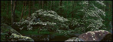 Dogwood trees blooming in forest. Great Smoky Mountains National Park (Panoramic color)