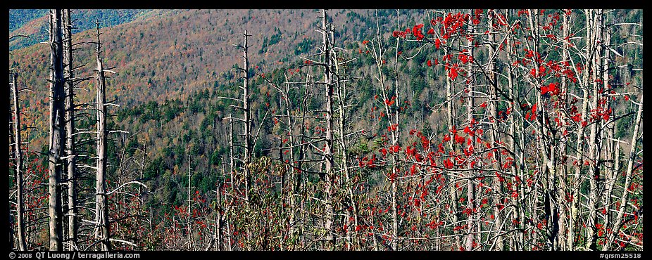 Bare trees with red berries against hill backdrop. Great Smoky Mountains National Park, USA.