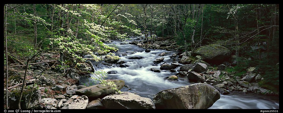 Forest scenery with dogwood blooming, stream, and boulders. Great Smoky Mountains National Park (color)
