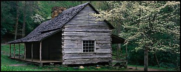 Wooden Appalachian mountain cabin and dogwood tree in bloom. Great Smoky Mountains National Park (Panoramic color)
