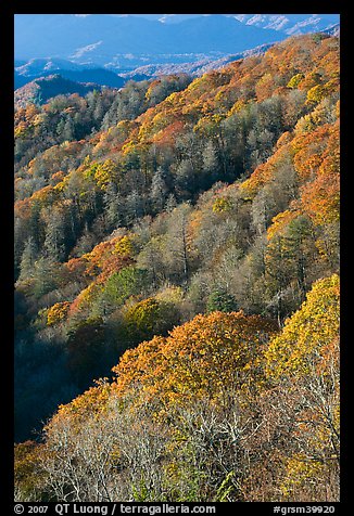 Slopes with forest in fall foliage, North Carolina. Great Smoky Mountains National Park, USA.