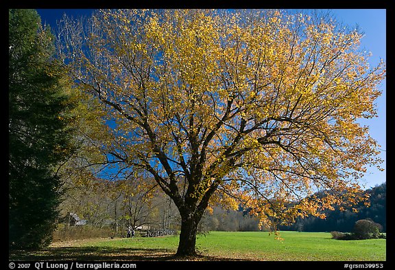 Tree in autumn foliage and meadow, Oconaluftee, North Carolina. Great Smoky Mountains National Park, USA.