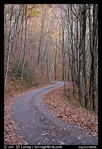 Unpaved Balsam Mountain Road in autumn forest, North Carolina. Great Smoky Mountains National Park, USA.
