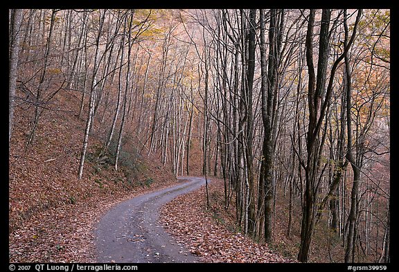 Unpaved road in fall forest, Balsam Mountain, North Carolina. Great Smoky Mountains National Park (color)