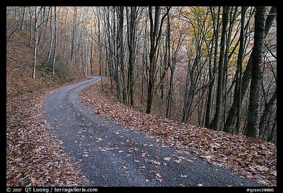 Balsam Mountain Road in autumn forest, North Carolina. Great Smoky Mountains National Park (color)