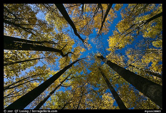 Looking up forest in fall color, Tennessee. Great Smoky Mountains National Park, USA.
