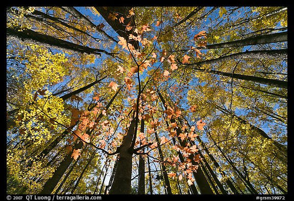 Looking up red leaves and forest in autumn foliage, Tennessee. Great Smoky Mountains National Park, USA.