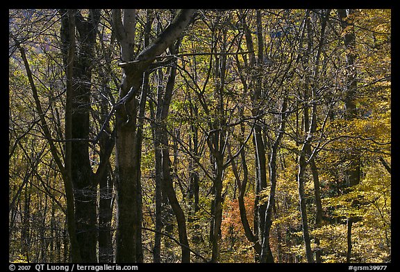 Twisted dark trees and sunny forest in fall, Tennessee. Great Smoky Mountains National Park, USA.