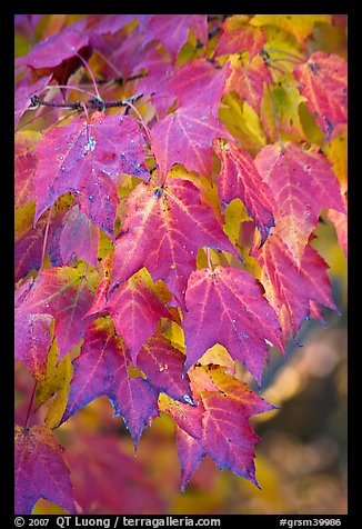 Close-up of leaves in fall color, Tennessee. Great Smoky Mountains National Park (color)
