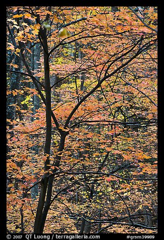 Trees with bright orange leaves, Tennessee. Great Smoky Mountains National Park, USA.