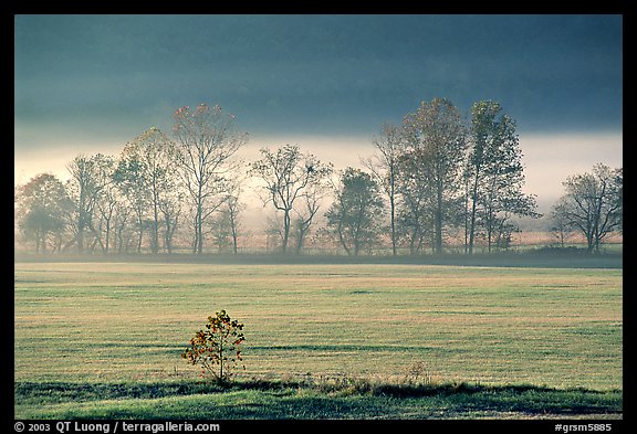 Meadow, trees, and fog, early morning, Cades Cove, Tennessee. Great Smoky Mountains National Park, USA.