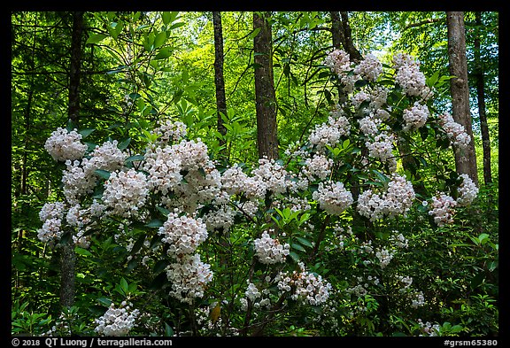 Mountain Laurel in bloom, Cataloochee, North Carolina. Great Smoky Mountains National Park (color)