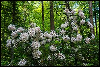 Mountain Laurel in bloom, Cataloochee, North Carolina. Great Smoky Mountains National Park ( color)