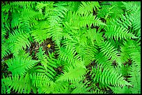 Close-up of ferns, Elkmont, Tennessee. Great Smoky Mountains National Park, USA.