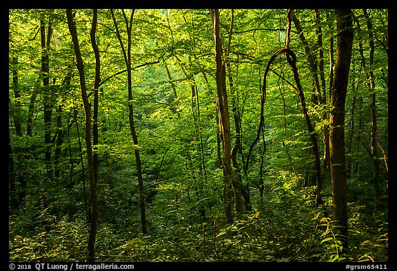 Forest with late afternoon sunlight, Elkmont, Tennessee. Great Smoky Mountains National Park (color)