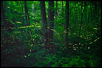 Light trails of Synchronous fireflies, Elkmont, Tennessee. Great Smoky Mountains National Park, USA.