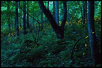 Synchronous fireflies (Photinus carolinus), early evening, Elkmont, Tennessee. Great Smoky Mountains National Park, USA.