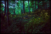 Light bugs in forest, Elkmont, Tennessee. Great Smoky Mountains National Park, USA.