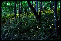 Synchronous lightning fireflies (Photinus carolinus), late evening, Elkmont, Tennessee. Great Smoky Mountains National Park, USA.