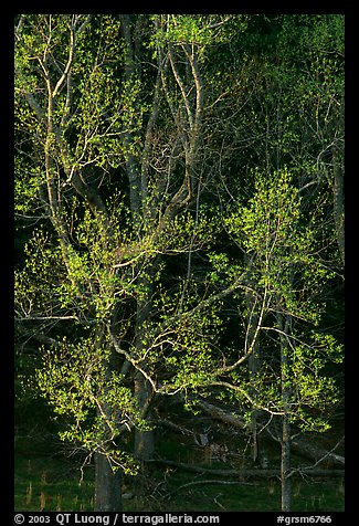 Tree in early spring foliage, Cades Cove, Tennessee. Great Smoky Mountains National Park (color)