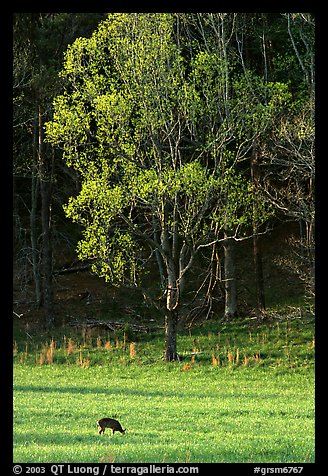 Deer in meadow and forest, Cades Cove, Tennessee. Great Smoky Mountains National Park, USA.