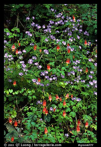 Blue forget-me-nots and Red Columbine, Tennessee. Great Smoky Mountains National Park, USA.