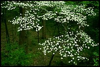 Flowering Dogwood (Cornus Florida), Tennessee. Great Smoky Mountains National Park, USA.