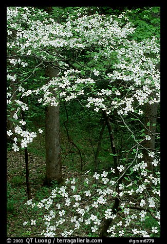Dogwood tree with white blooms, Tennessee. Great Smoky Mountains National Park (color)