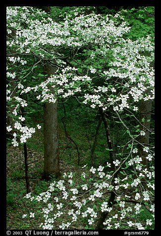 Dogwood tree with white blooms, Tennessee. Great Smoky Mountains National Park, USA.