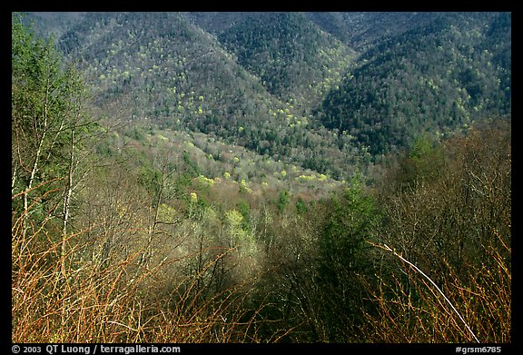 Shrubs and hillside, North Carolina. Great Smoky Mountains National Park, USA.