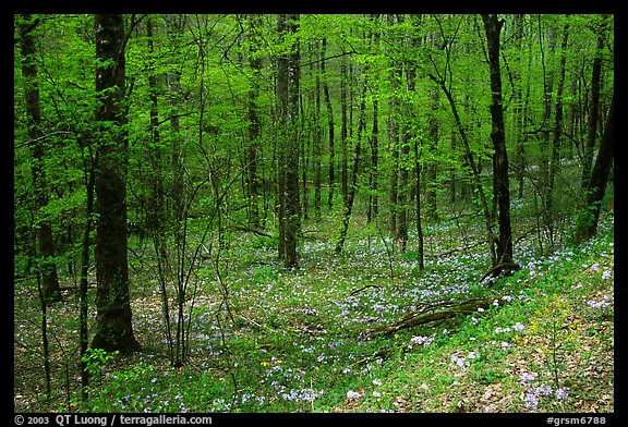Forest in spring with wildflowers, North Carolina. Great Smoky Mountains National Park, USA.
