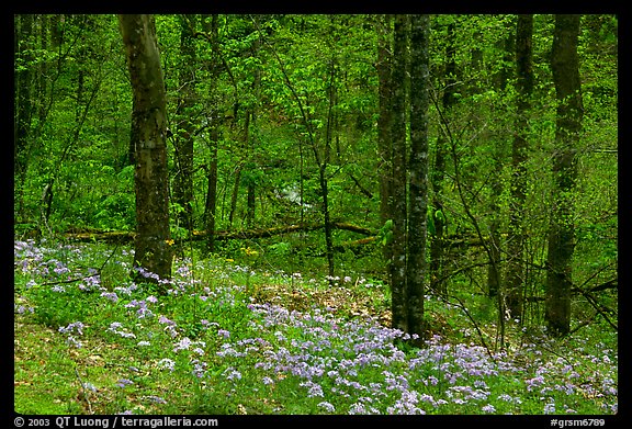 Carpet of white and blue wildflowers in spring forest, North Carolina. Great Smoky Mountains National Park, USA.