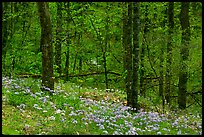Carpet of white and blue wildflowers in spring forest, North Carolina. Great Smoky Mountains National Park, USA. (color)