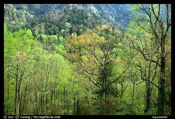 Tender green trees and hillside in spring, late afternoon, Tennessee. Great Smoky Mountains National Park, USA.