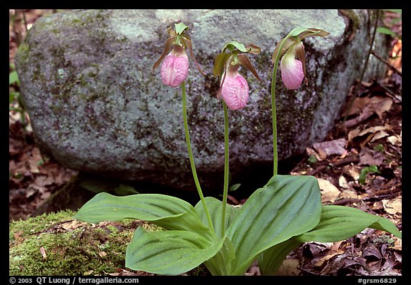 Pink lady slippers and rock, Greenbrier, Tennessee. Great Smoky Mountains National Park, USA.