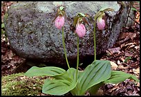 Pink lady slippers and rock, Greenbrier, Tennessee. Great Smoky Mountains National Park, USA. (color)