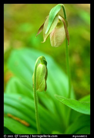 Yellow lady slippers close-up, Tennessee. Great Smoky Mountains National Park (color)